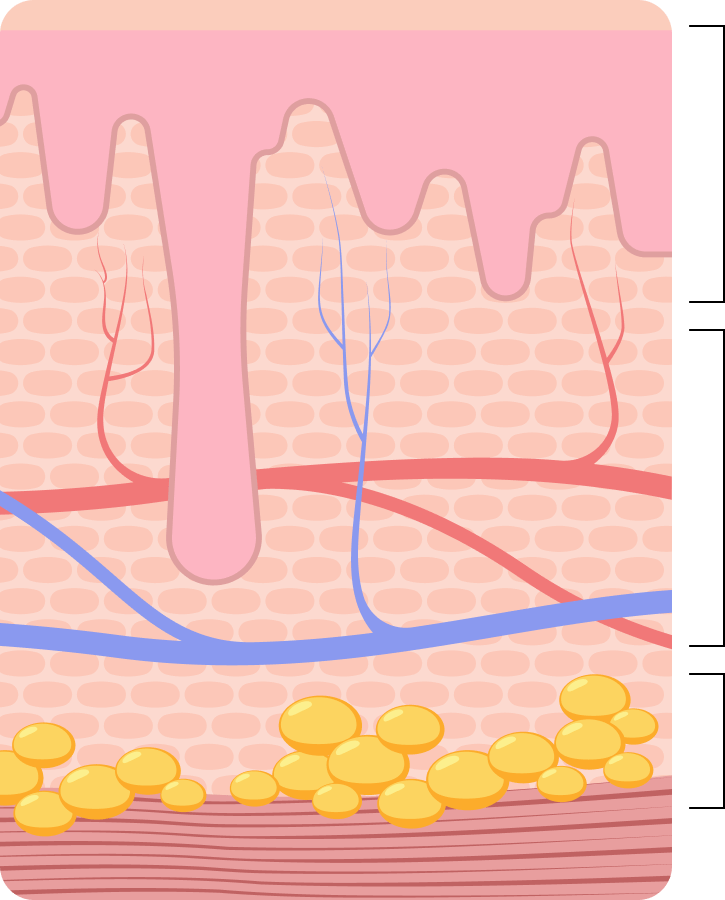破壊された脂肪は徐々に排泄や代謝が行われ、およそ１ヶ月程度で効果を体感していただけます