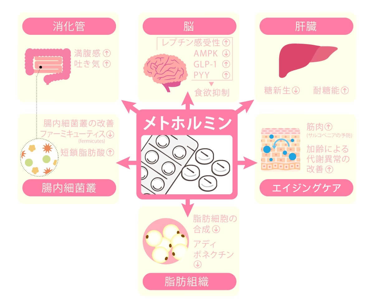 メトホルミンの作用機序